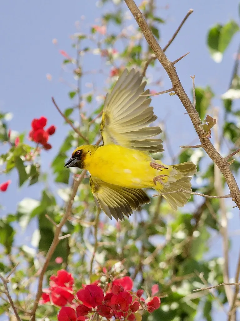 Local cuisine in Salalah