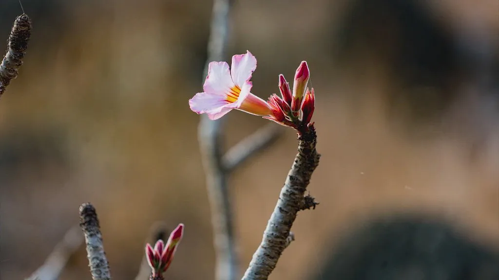 Panoramic view of Salalah