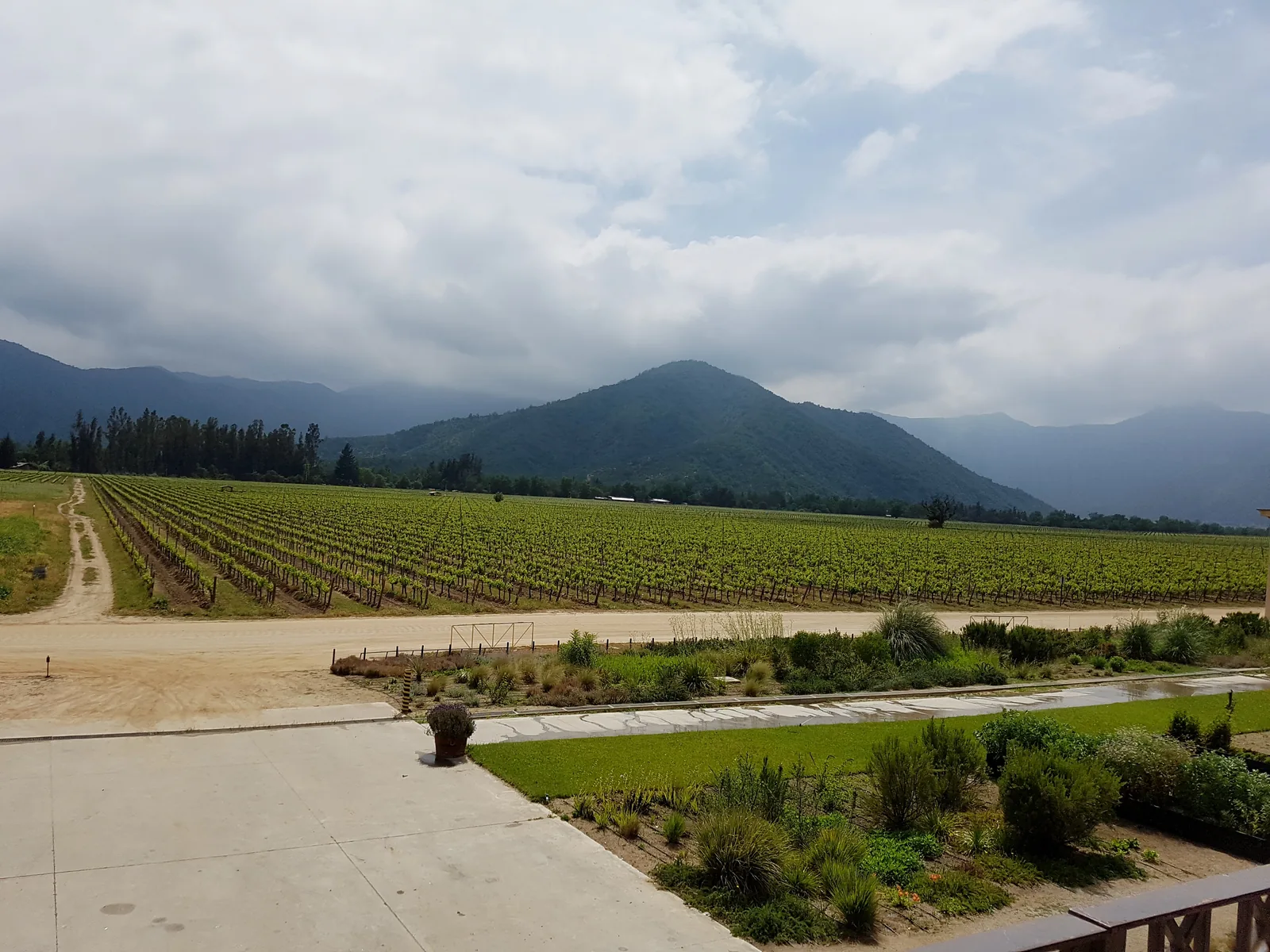 Rows of vines in the Casablanca valley under low coastal hills