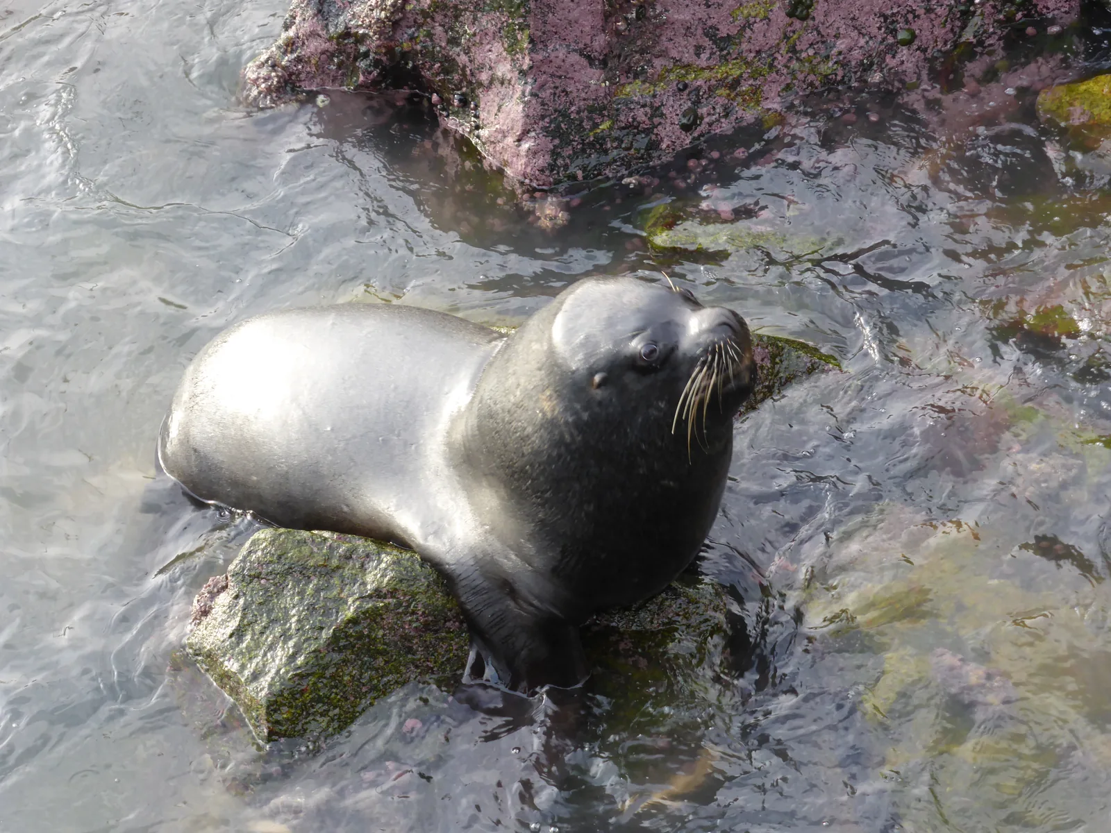 Sea lions hauled out on rocks beside the fishing cove at San Antonio, Chile