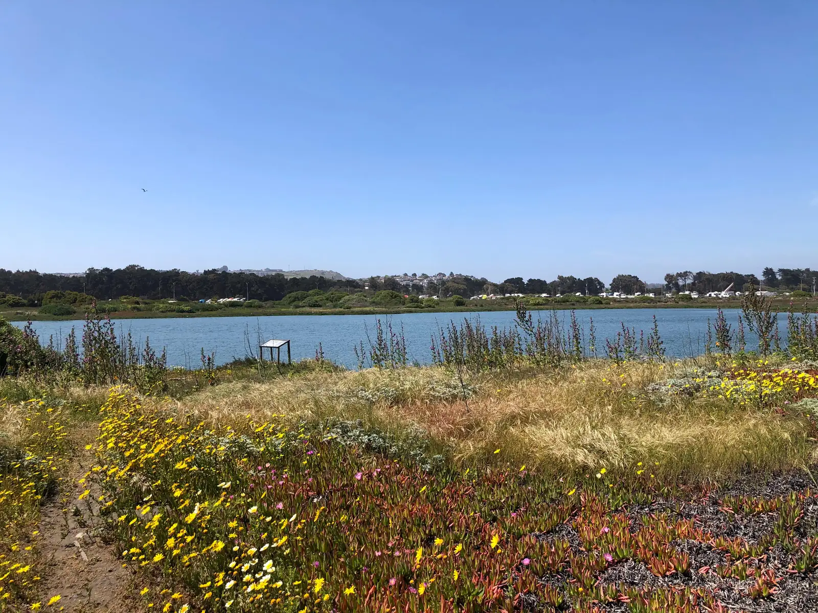 Coastal wetland and dune landscape at Llolleo near the mouth of the Río Maipo