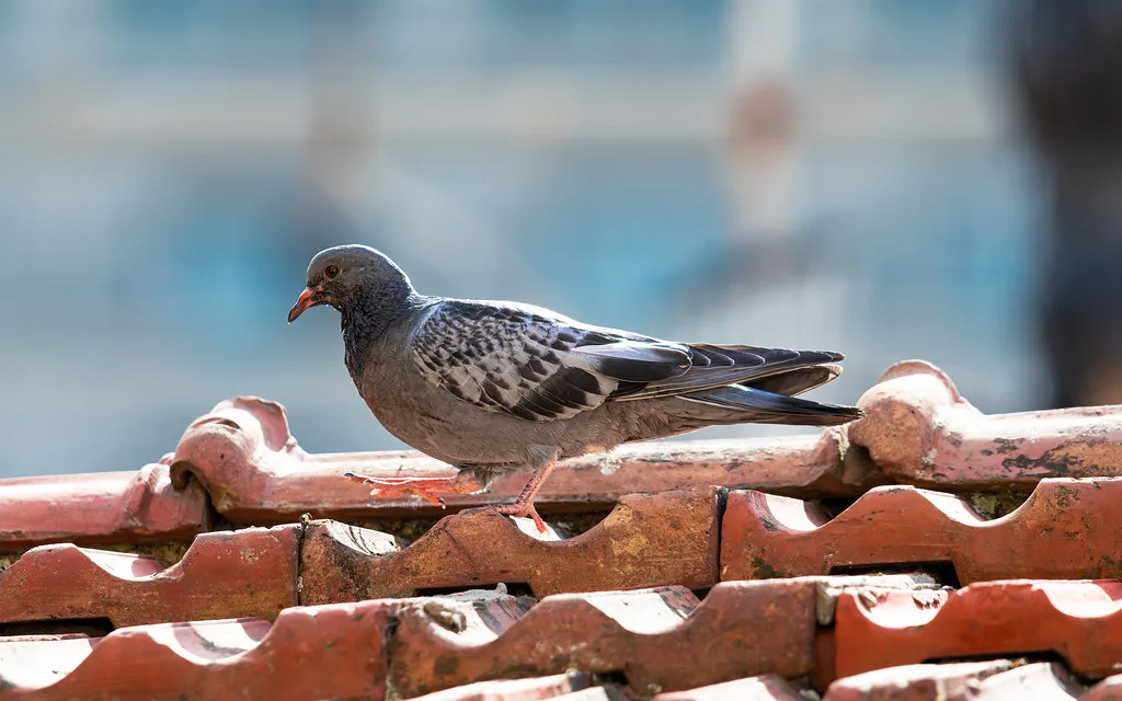 Sorrento cultural highlight