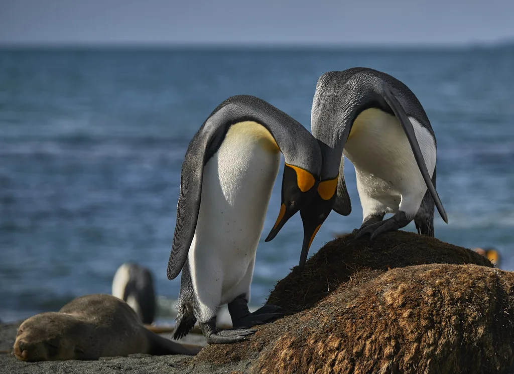 Elephant seals resting on the black sand beach with fur seal pups nearby