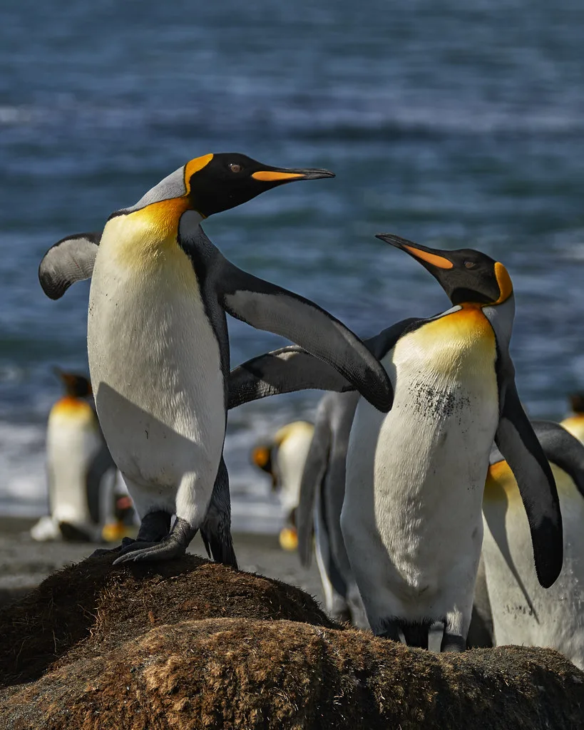 Expedition ship galley meal featuring hearty Antarctic cuisine and warm drinks