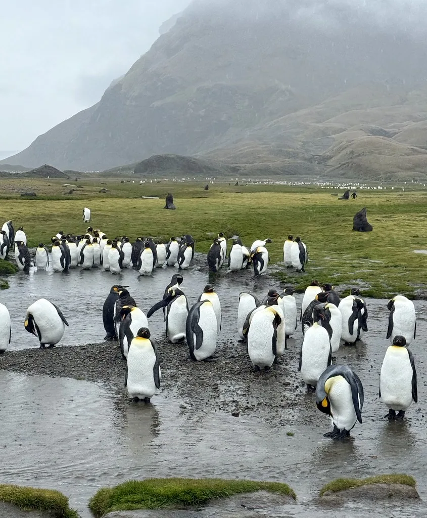 King penguins gathered on the shores of South Georgia with snow-capped mountains in the background