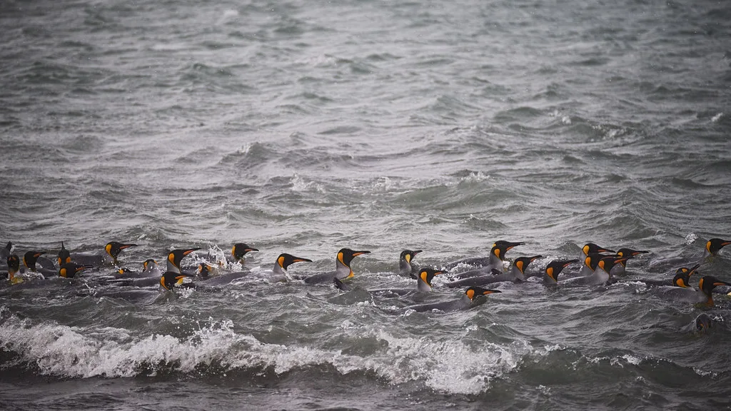 Abandoned whaling station machinery rusting among tussock grass at Grytviken