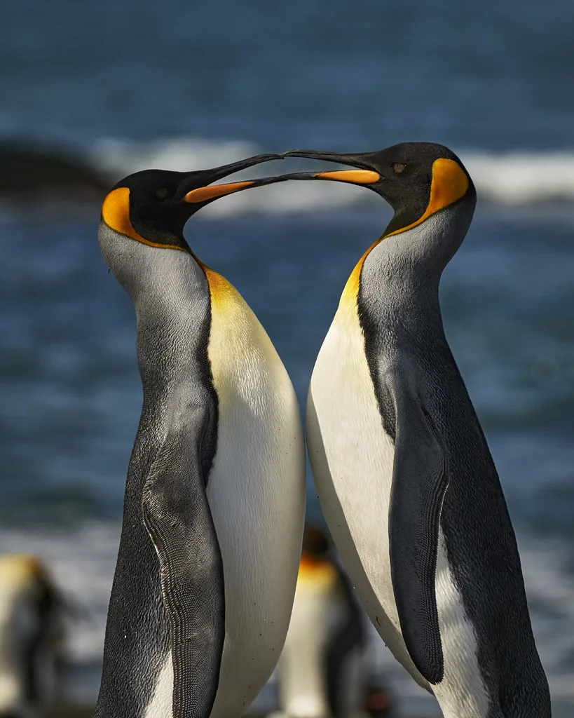 Sweeping panoramic view of South Georgia coastline with glaciers descending to the sea