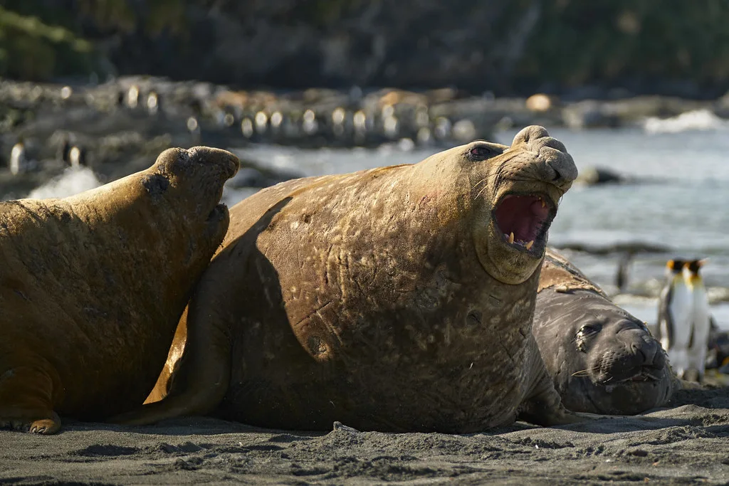 Weathered boardwalk path through tussock grass leading toward penguin colonies