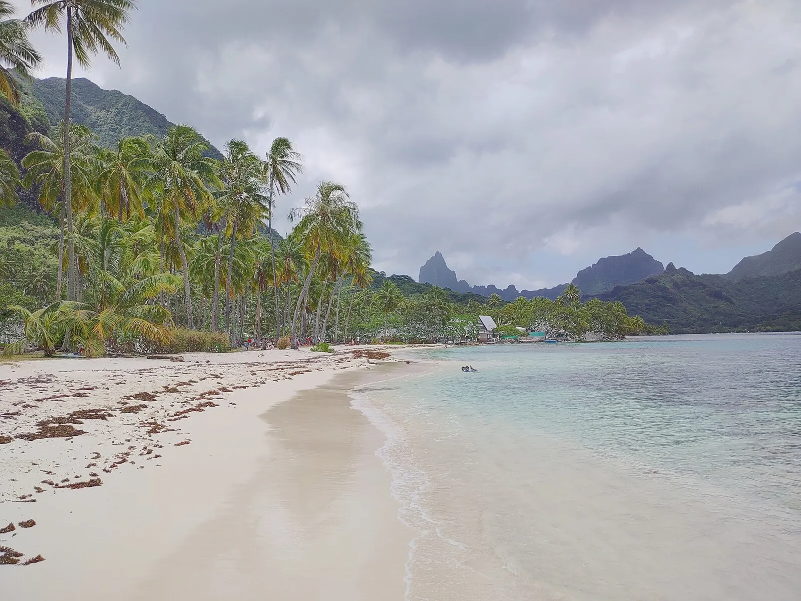 White sand beach with palm trees and volcanic peaks in French Polynesia