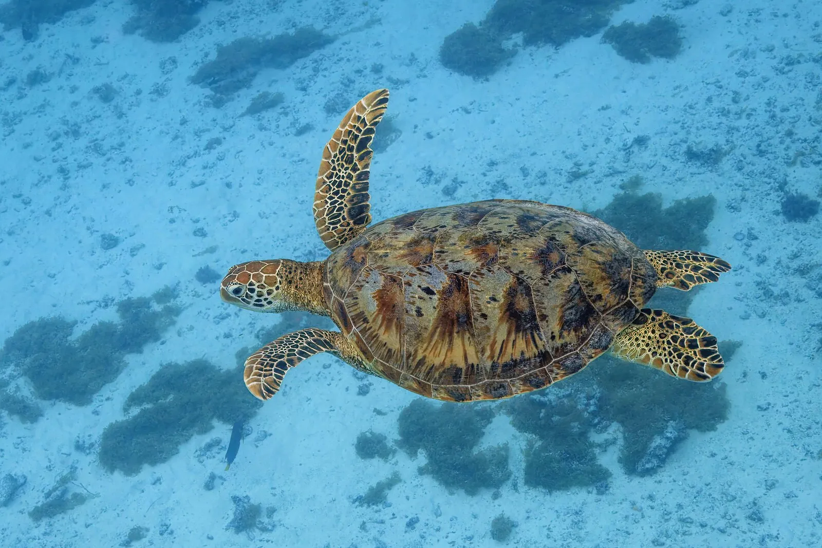 Sea turtle swimming over coral reef in clear blue South Pacific waters