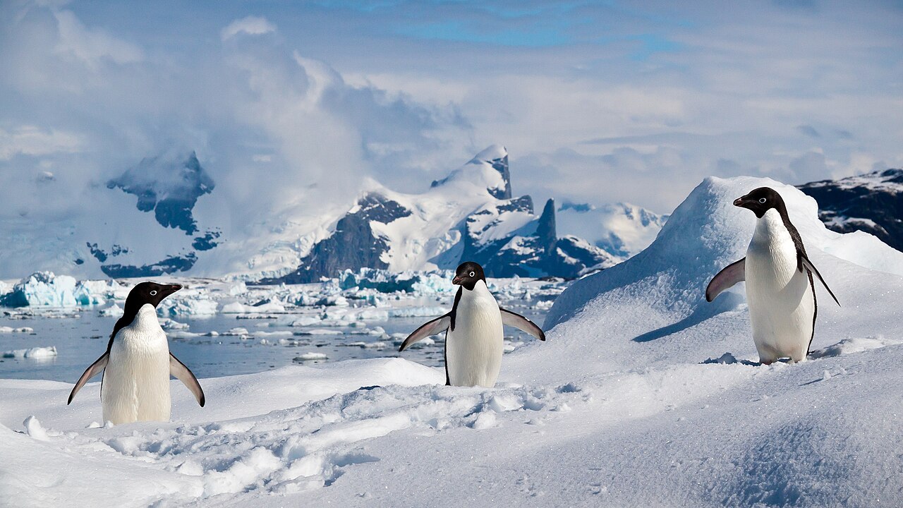 Three Adélie penguins standing on snow with Antarctic mountains and icebergs behind