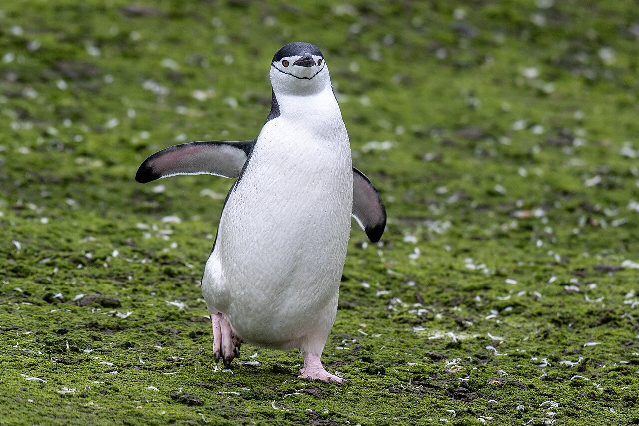 Chinstrap penguin walking on green moss at South Shetland Islands