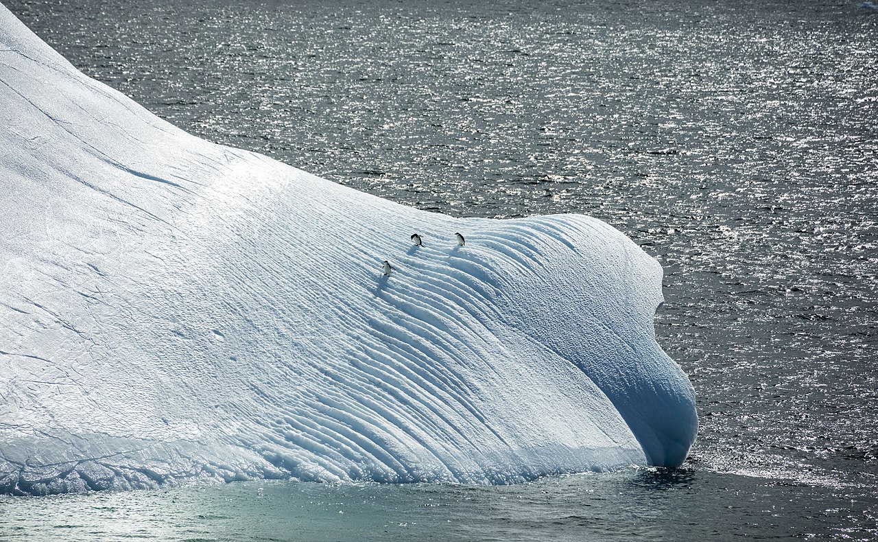 Blue sculpted iceberg with penguins in Antarctic waters