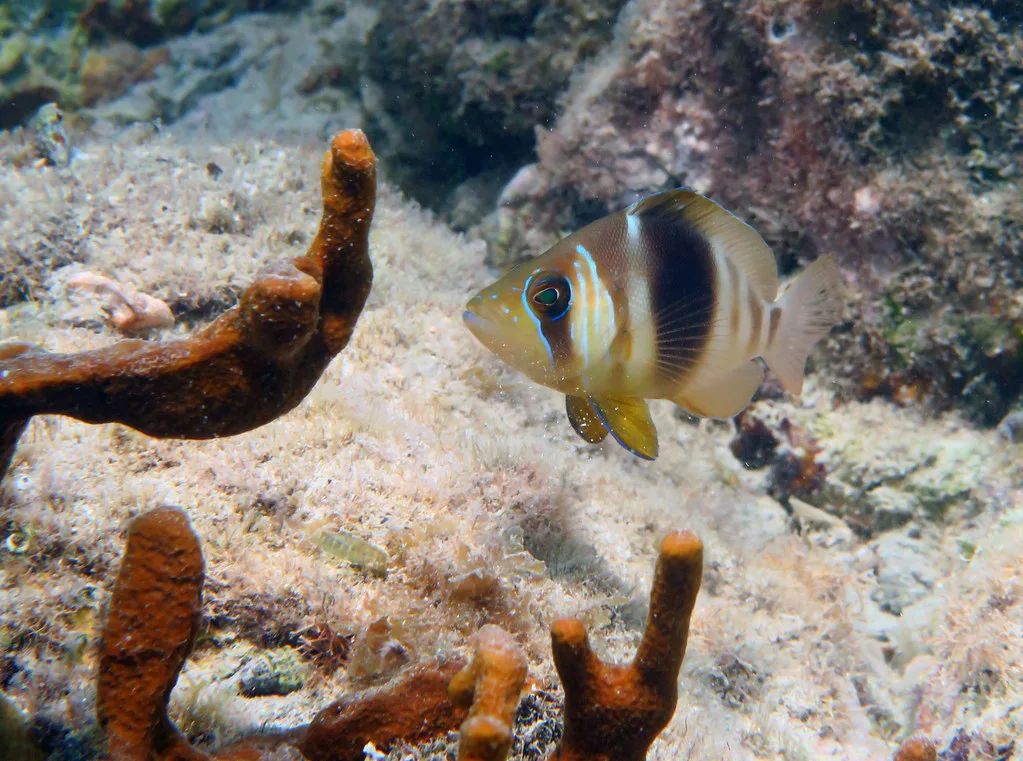 St John Usvi cultural highlight