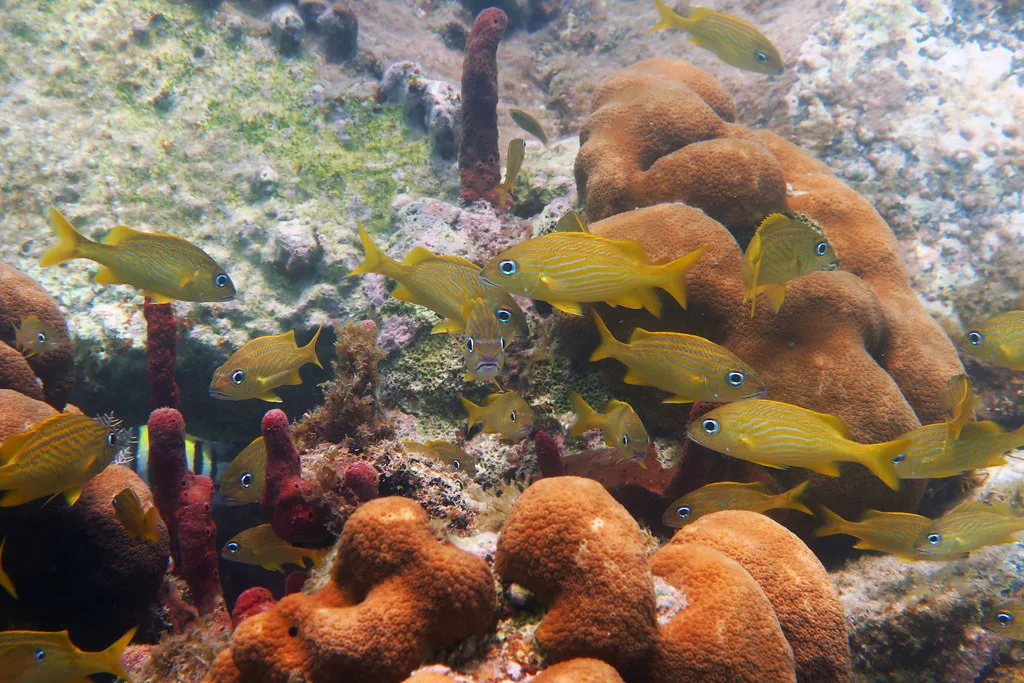 Local cuisine in St John Usvi