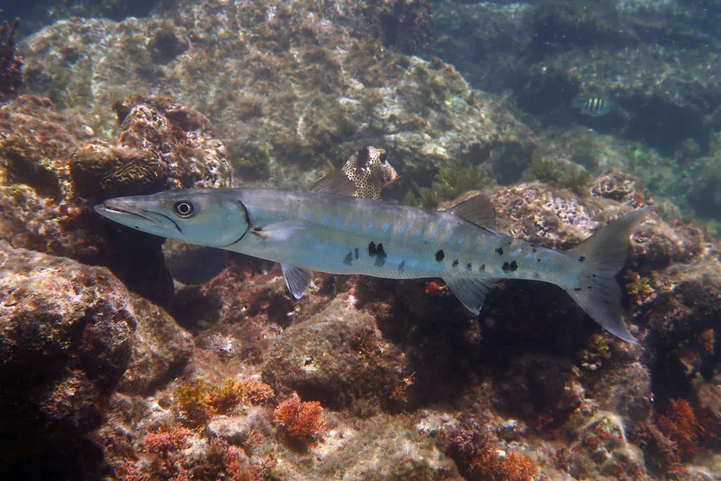 St John Usvi iconic landmark