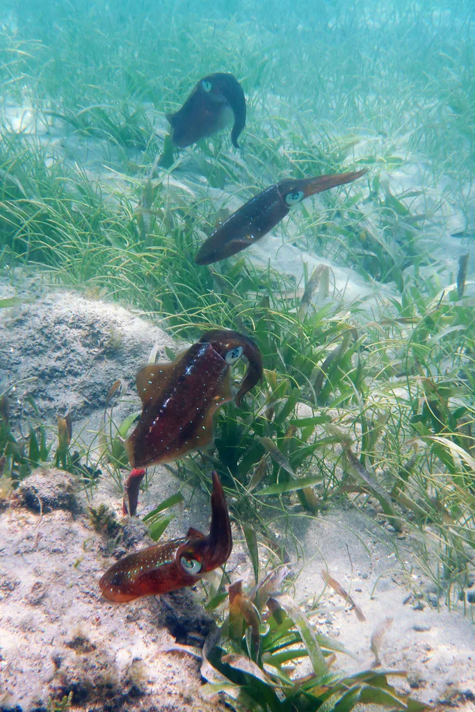 Street scene in St John Usvi