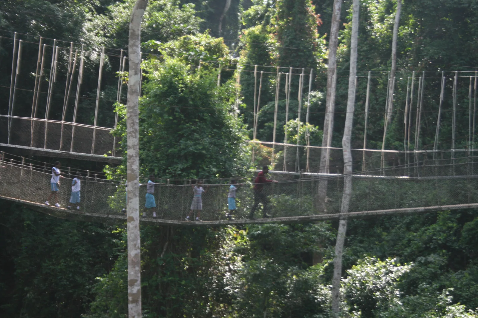 Visitors crossing a rope suspension bridge on the canopy walkway at Kakum National Park