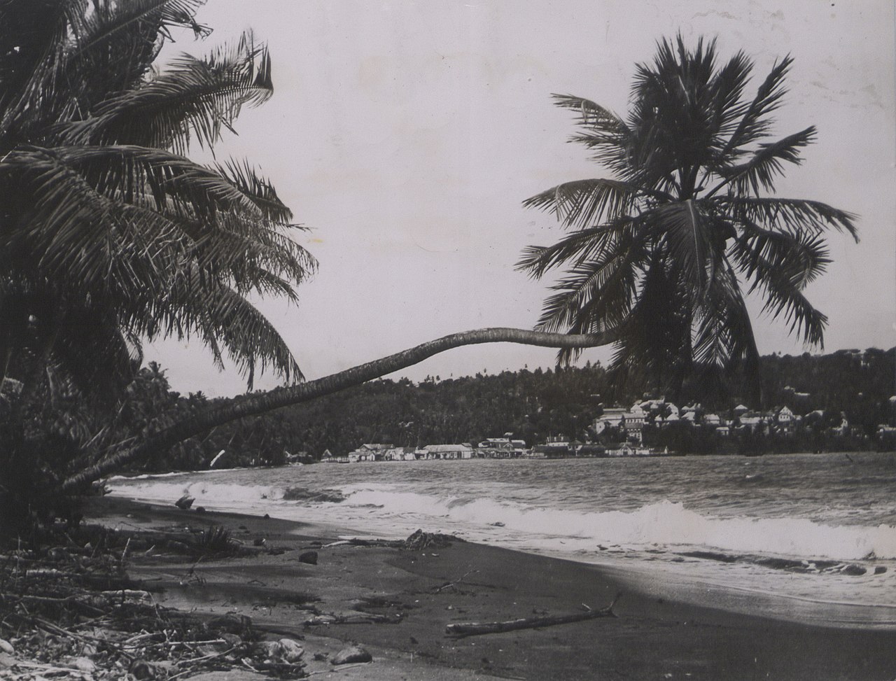 Historical black-and-white photograph of a tropical beach with palm trees in Tobago