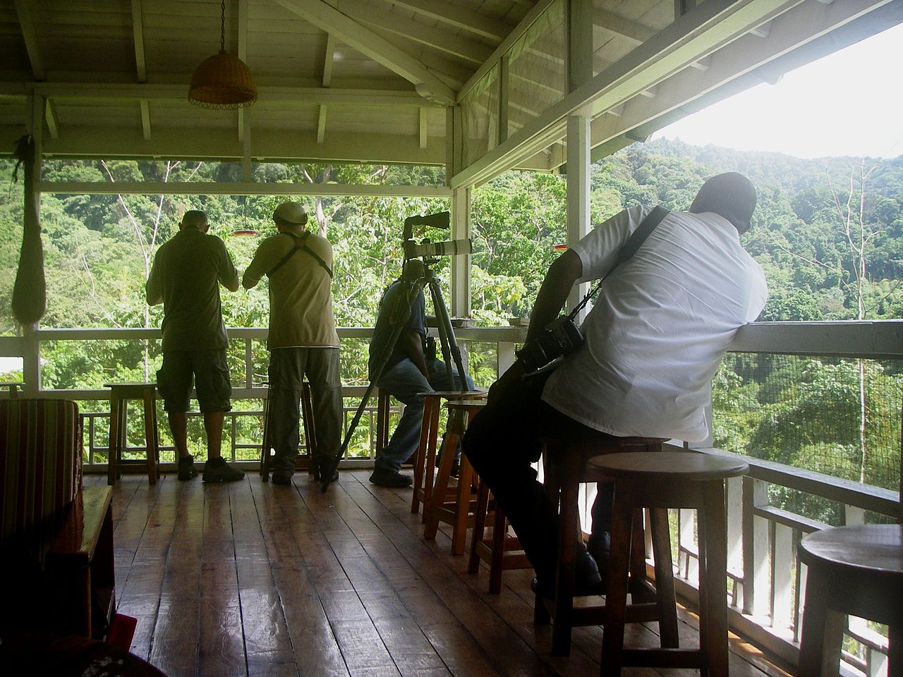 Birdwatchers with telescopes on a covered veranda overlooking Tobago's tropical rainforest