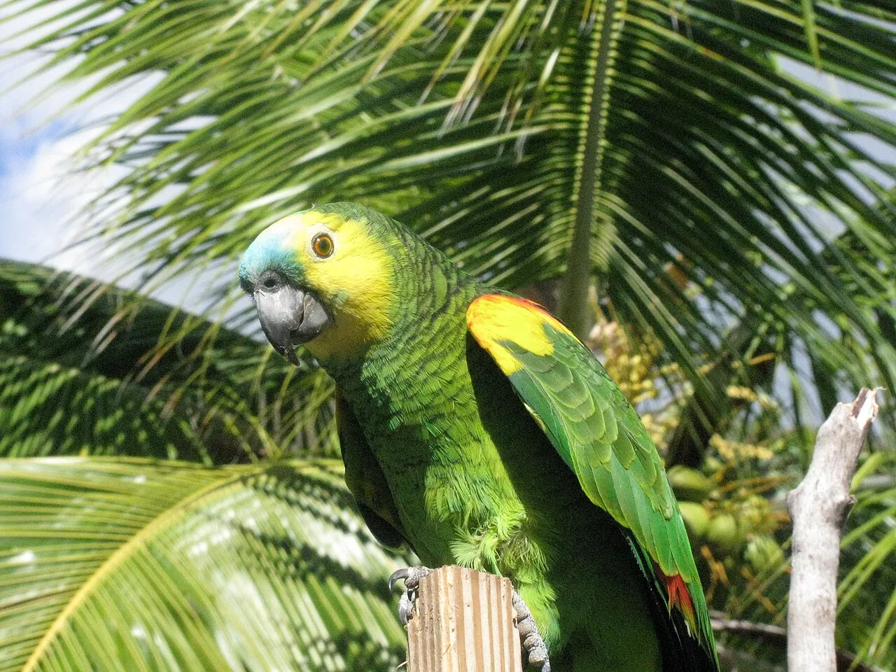 Colorful waterfront buildings of Road Town with palm trees swaying in the Caribbean breeze