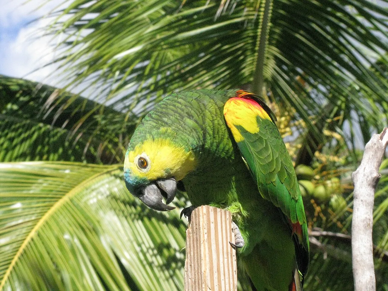 Cane Garden Bay beach with white sand, palm trees, and calm turquoise water ideal for a relaxing swim
