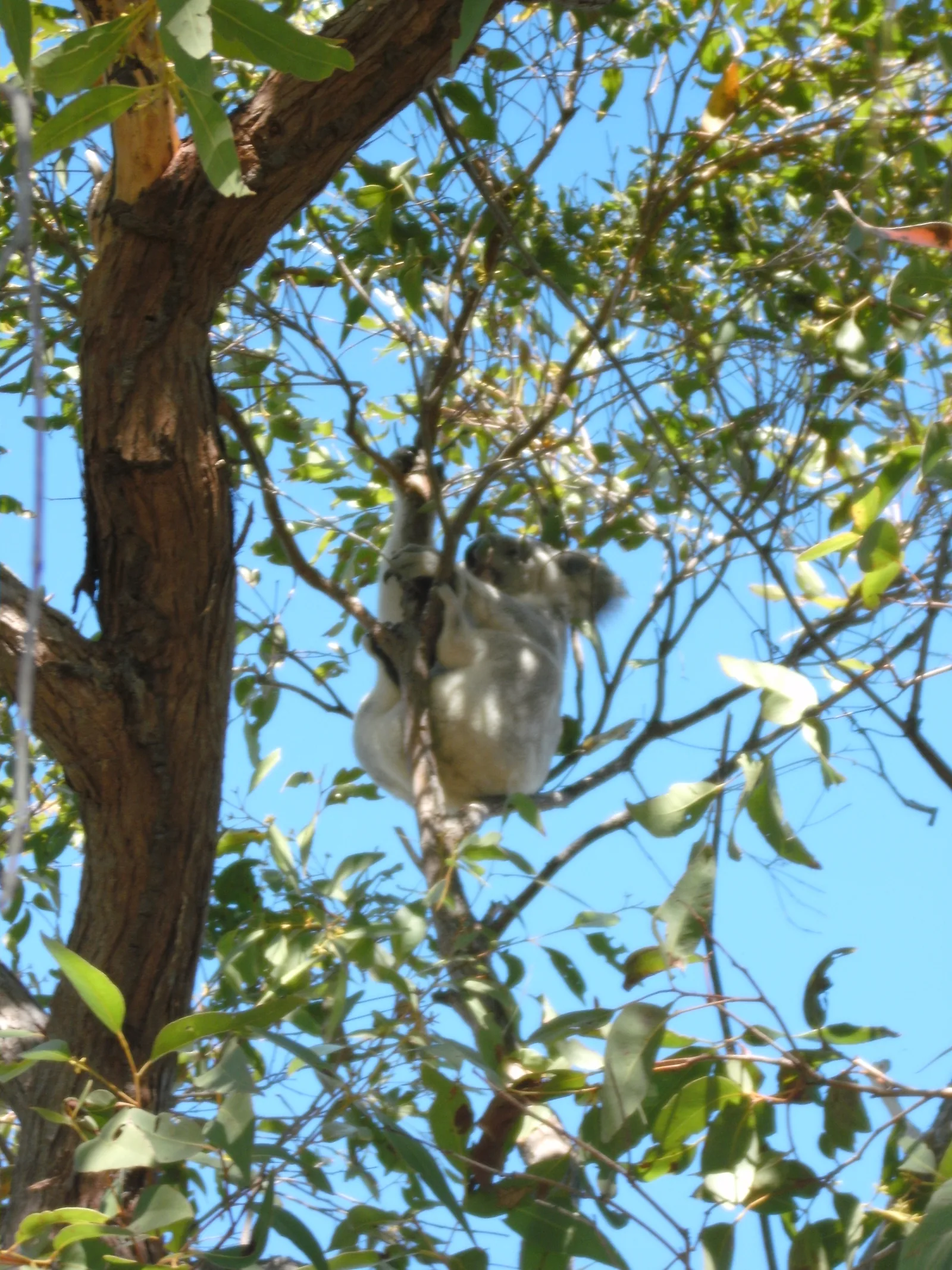 A wild koala high in a eucalypt against blue sky, seen from the Forts Walk on Magnetic Island