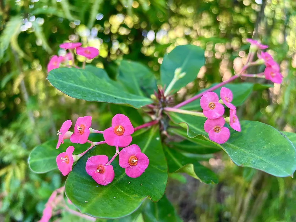 Panoramic view of Vanuatu