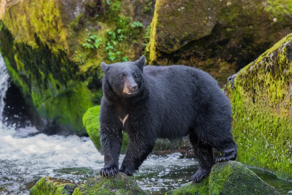 Black bear fishing at Anan Creek Bear Observatory near Wrangell